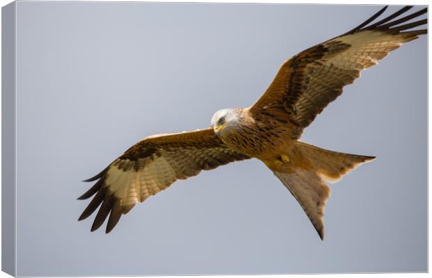 Soaring Red Kite Canvas Print by Christopher Stores