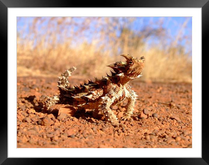Thorny Devil at Uluru Framed Mounted Print by Christopher Stores