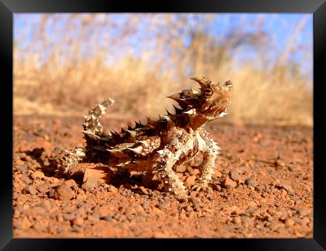 Thorny Devil at Uluru Framed Print by Christopher Stores