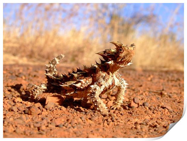 Thorny Devil at Uluru Print by Christopher Stores