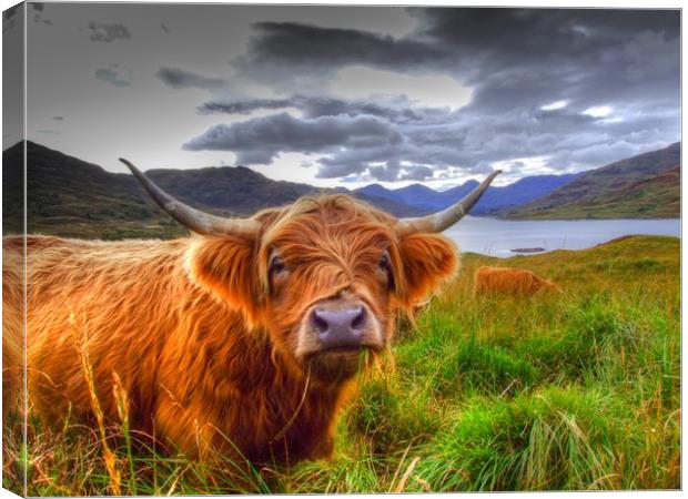 Highland Cow in Scotland Canvas Print by Christopher Stores