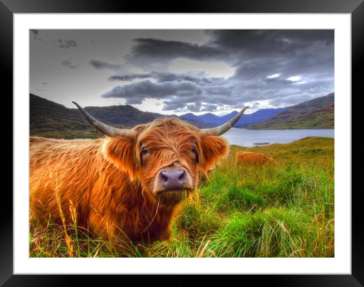 Highland Cow in Scotland Framed Mounted Print by Christopher Stores