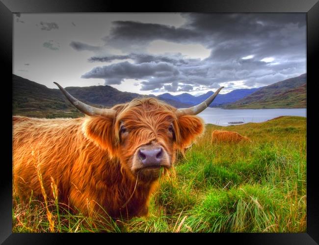 Highland Cow in Scotland Framed Print by Christopher Stores