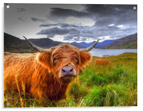 Highland Cow in Scotland Acrylic by Christopher Stores