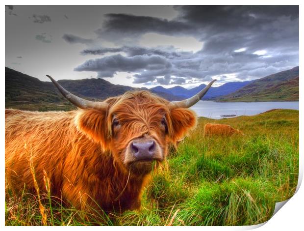 Highland Cow in Scotland Print by Christopher Stores