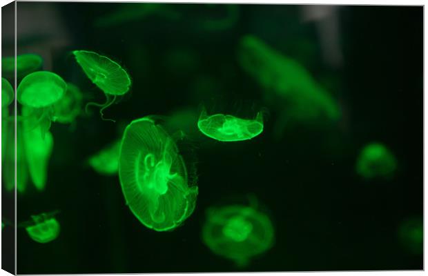 Green Jellyfish Canvas Print by Christopher Stores