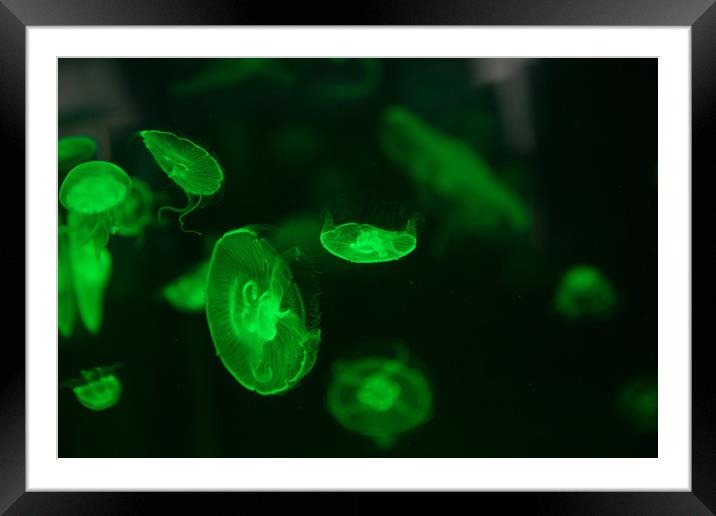 Green Jellyfish Framed Mounted Print by Christopher Stores