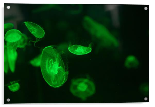 Green Jellyfish Acrylic by Christopher Stores
