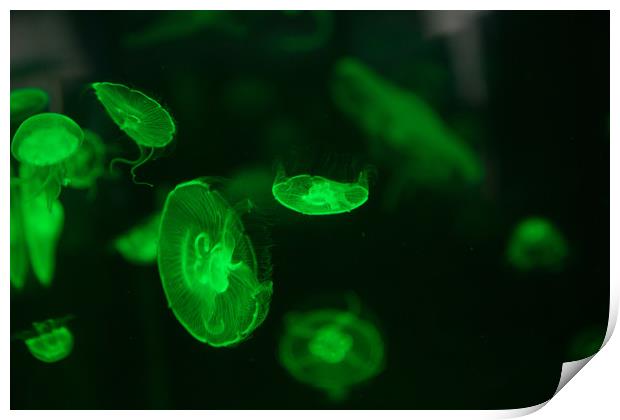 Green Jellyfish Print by Christopher Stores
