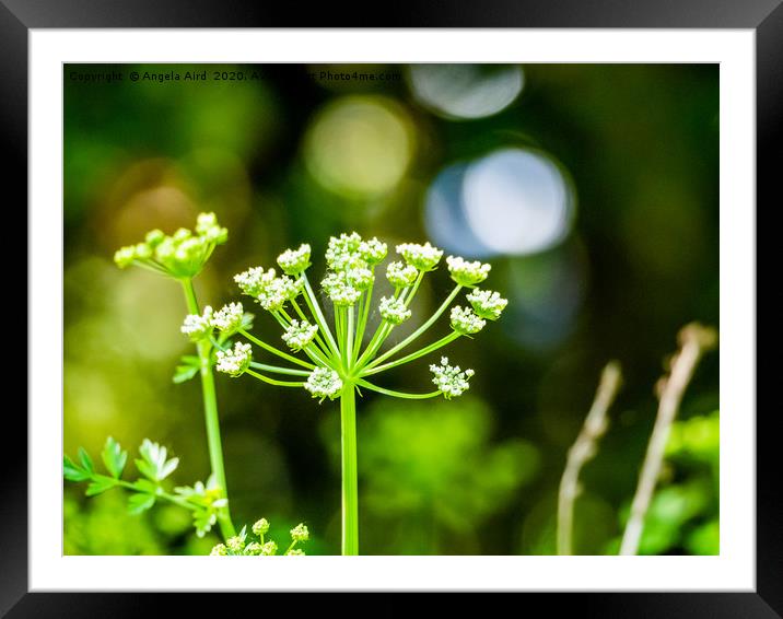 Blooming. Framed Mounted Print by Angela Aird