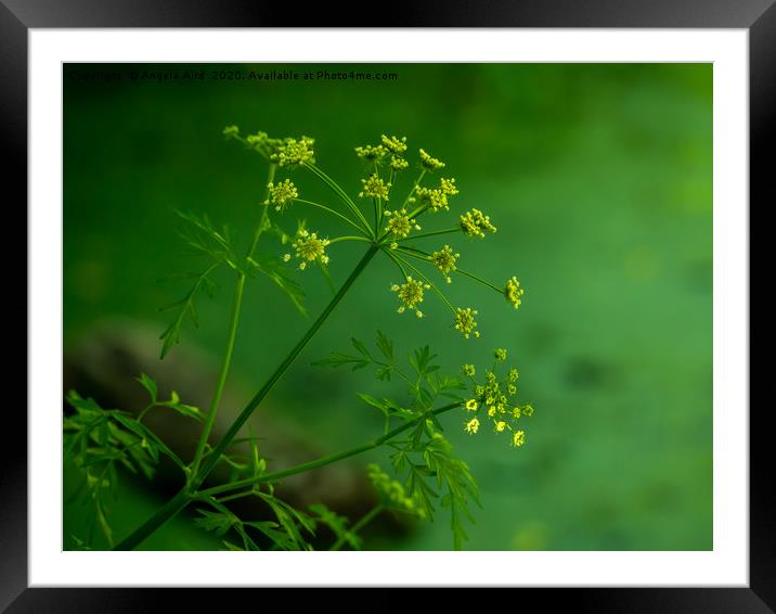 Spring. Framed Mounted Print by Angela Aird