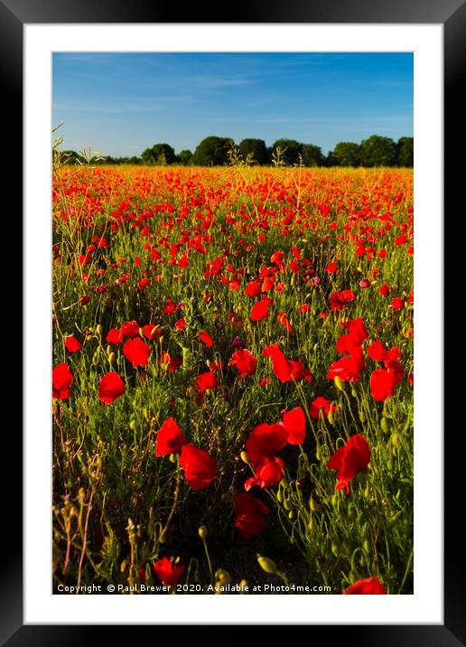 Poppies  Framed Mounted Print by Paul Brewer