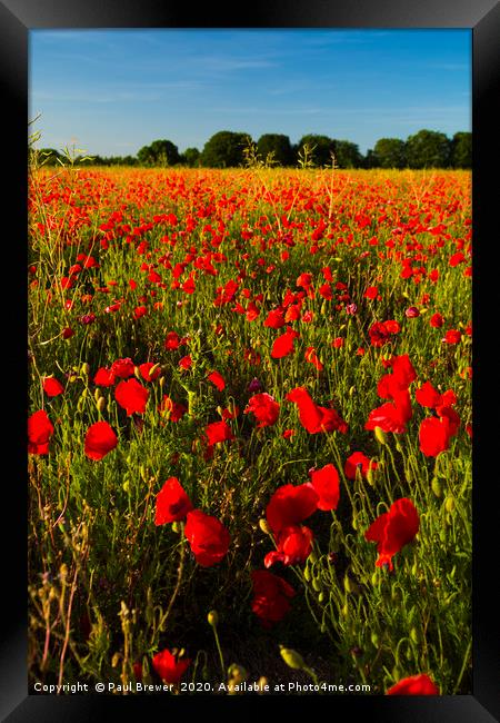 Poppies  Framed Print by Paul Brewer