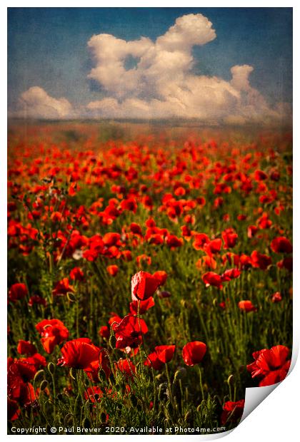 Poppies at Sunset Print by Paul Brewer