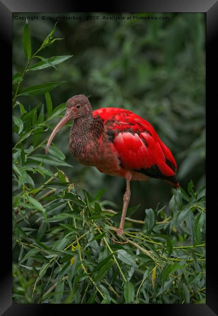 Scarlet ibis Framed Print by rawshutterbug 
