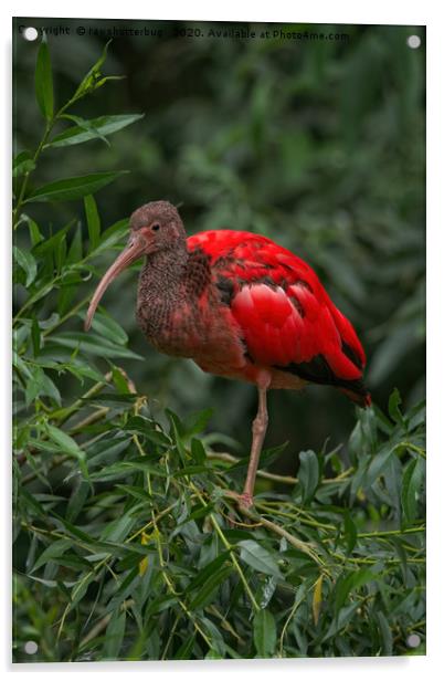 Scarlet ibis Acrylic by rawshutterbug 