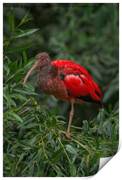 Scarlet ibis Print by rawshutterbug 