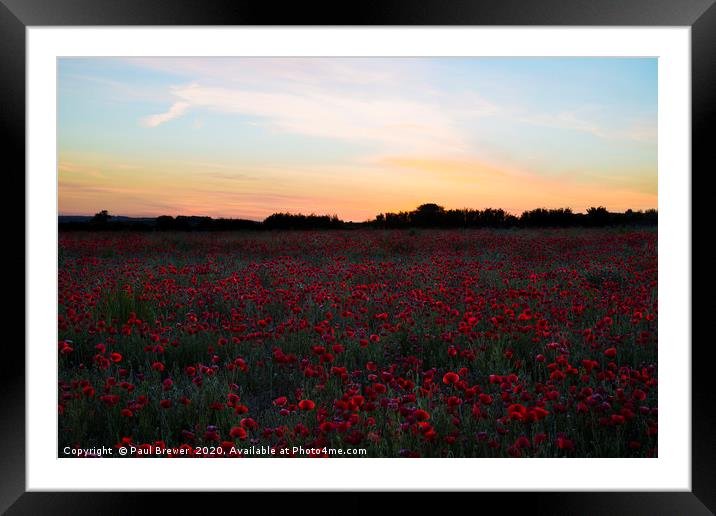 Poppies at Sunset  Framed Mounted Print by Paul Brewer