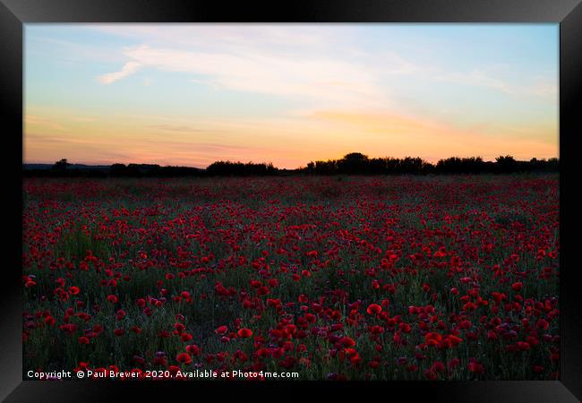 Poppies at Sunset  Framed Print by Paul Brewer