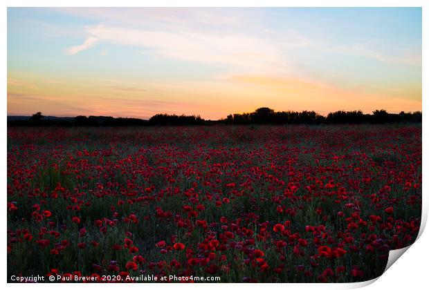 Poppies at Sunset  Print by Paul Brewer
