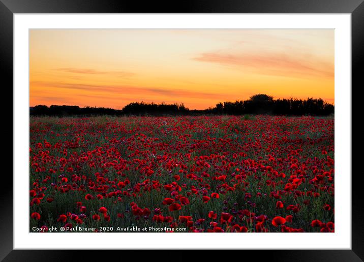 Poppies at Sunset Framed Mounted Print by Paul Brewer