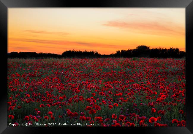 Poppies at Sunset Framed Print by Paul Brewer