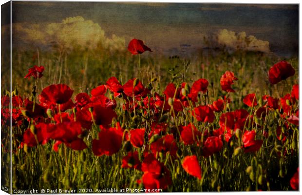 Poppies in Summer Canvas Print by Paul Brewer