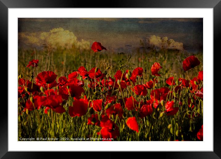 Poppies in Summer Framed Mounted Print by Paul Brewer