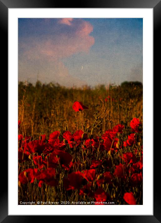 Poppies on a warm summers evening Framed Mounted Print by Paul Brewer