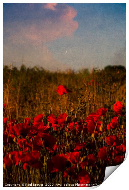 Poppies on a warm summers evening Print by Paul Brewer