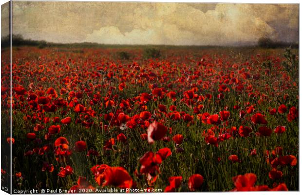 Poppies at sunset Canvas Print by Paul Brewer