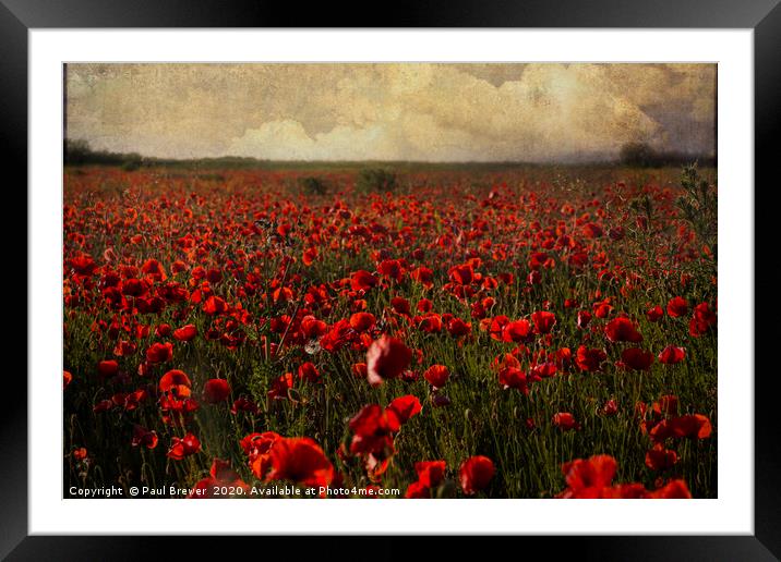 Poppies at sunset Framed Mounted Print by Paul Brewer