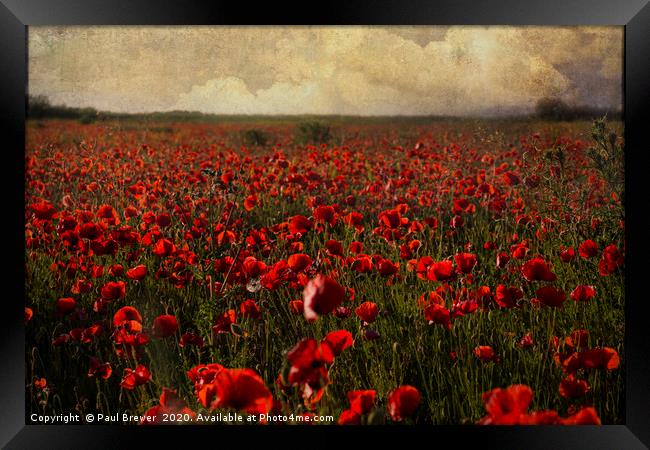 Poppies at sunset Framed Print by Paul Brewer