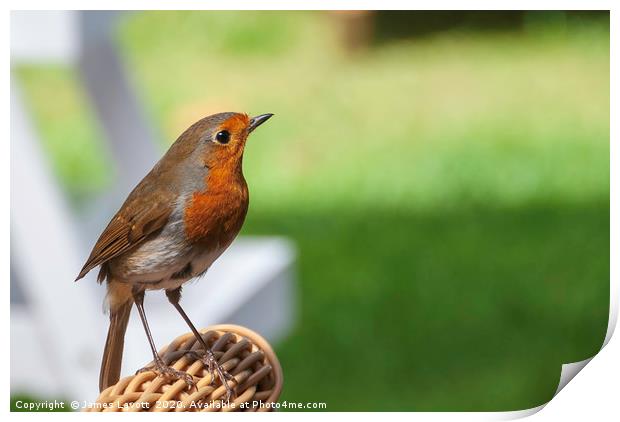 Chair back Robin Print by James Lavott