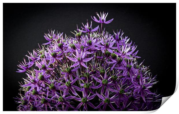  Blooming Broadleaf Wild Leek  Allium Atroviolace Print by Tony Sharp LRPS CPAGB