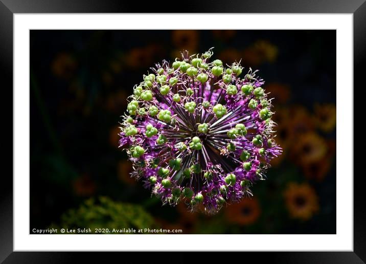Allium Purple sensation                     Framed Mounted Print by Lee Sulsh