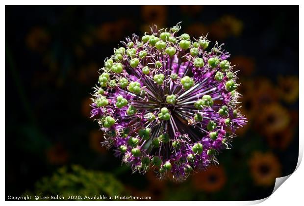 Allium Purple sensation                     Print by Lee Sulsh