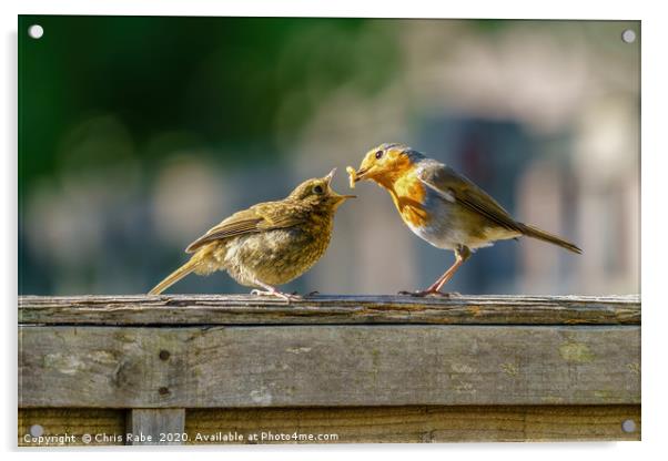 European Robin juvenile being fed Acrylic by Chris Rabe