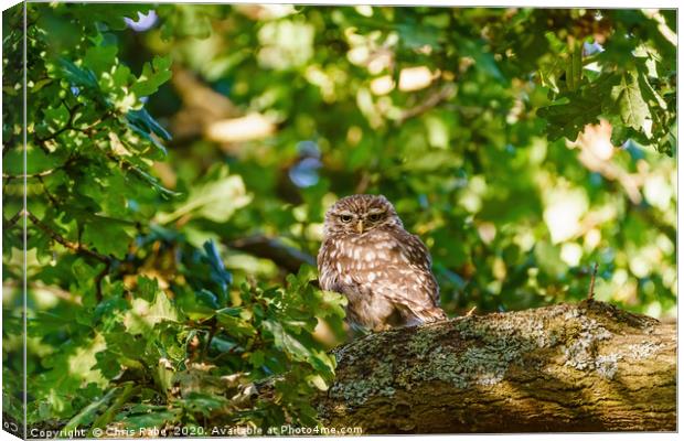 Little Owl surrounded by summer foliage Canvas Print by Chris Rabe