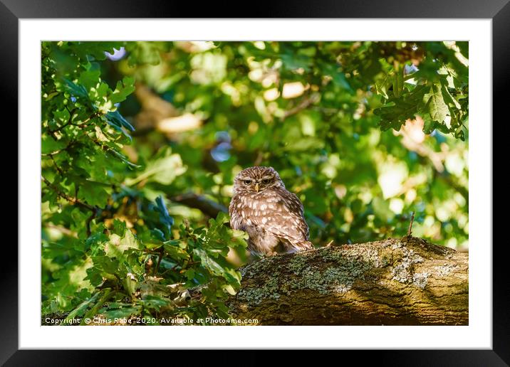 Little Owl surrounded by summer foliage Framed Mounted Print by Chris Rabe