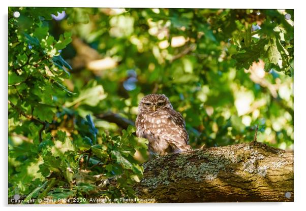 Little Owl surrounded by summer foliage Acrylic by Chris Rabe