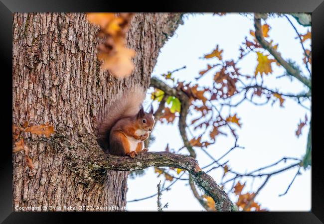 red squirrel part way up a tree sitting on a branc Framed Print by Chris Rabe