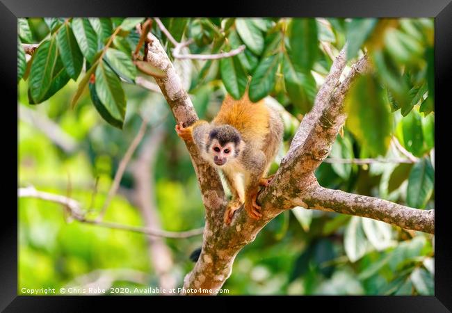 Common Squirrel Monkey looking up to camera Framed Print by Chris Rabe