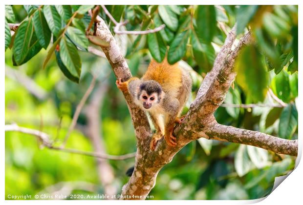 Common Squirrel Monkey looking up to camera Print by Chris Rabe