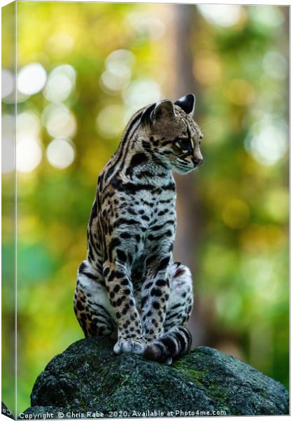 Wild Female Margay early morning in forest Canvas Print by Chris Rabe