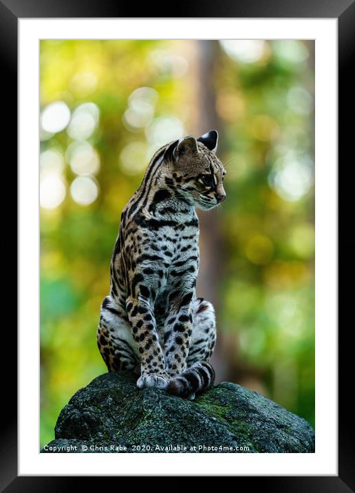 Wild Female Margay early morning in forest Framed Mounted Print by Chris Rabe