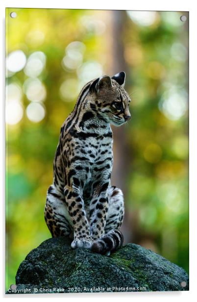 Wild Female Margay early morning in forest Acrylic by Chris Rabe