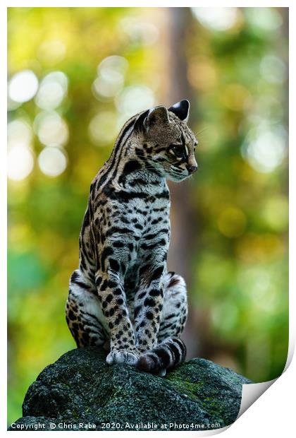Wild Female Margay early morning in forest Print by Chris Rabe