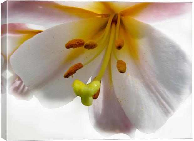 Soft pink Lily Canvas Print by Jacqi Elmslie