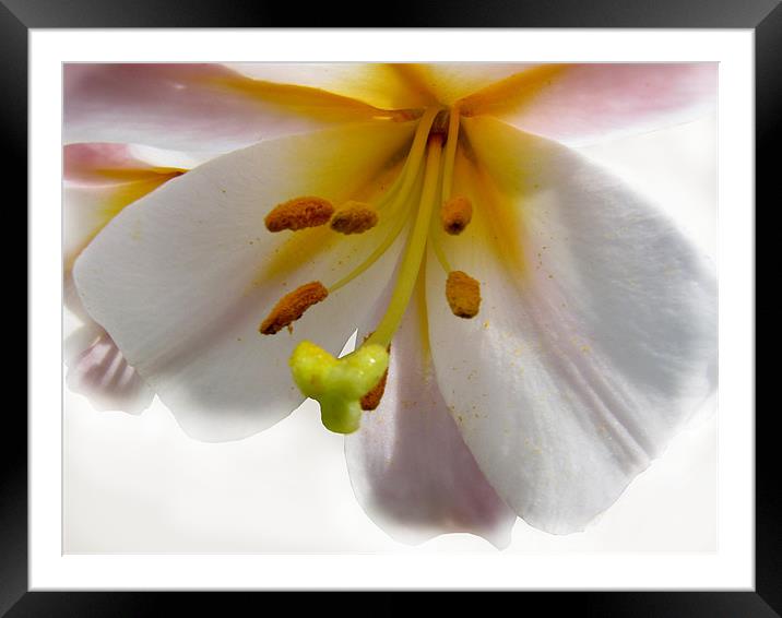 Soft pink Lily Framed Mounted Print by Jacqi Elmslie